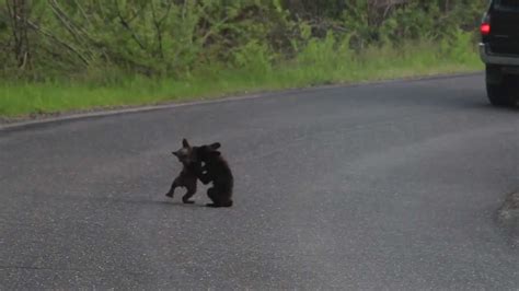 Baby Bears Fighting On The Highway Youtube