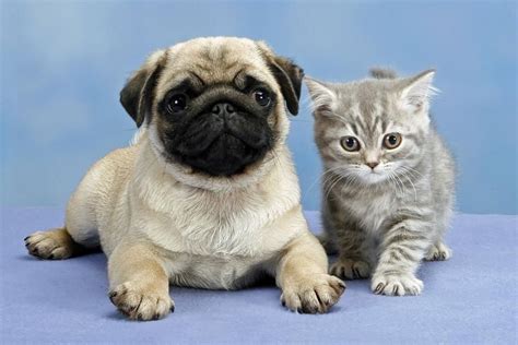 Pug Wallpaper Screensaver Background Cute Pug Puppy And Kitten