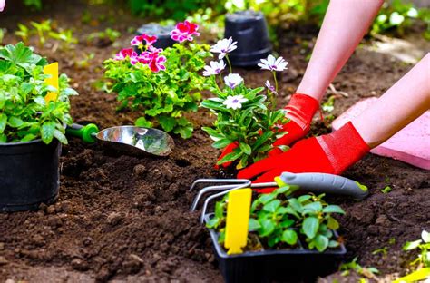 Planting A Garden For Beginners Gardener Gardenforbeginners The Art