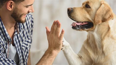Reasons To Adopt A Senior Dog Coastal Paws