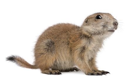 He is sweet, gentle, playful, willing to please, affectionate, and quiet. Prairie Dog | CRITTERFACTS