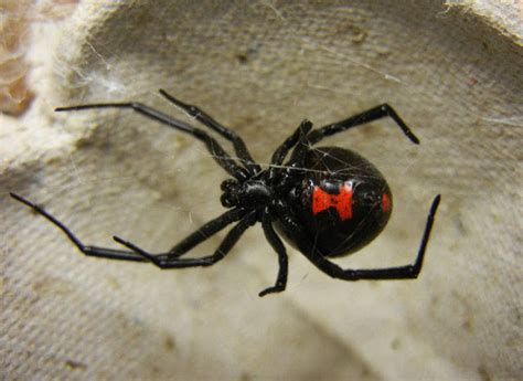 The black widow spider can be found on every continent except antarctica. Animal You: Black Widow Spider