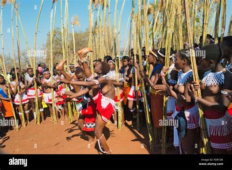las niñas swazi llevando cañas desfile en umhlanga reed dance festival swazilandia fotografía