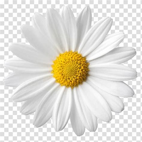 Common Daisy Flower Daisy Transparent Background Png Clipart Hiclipart