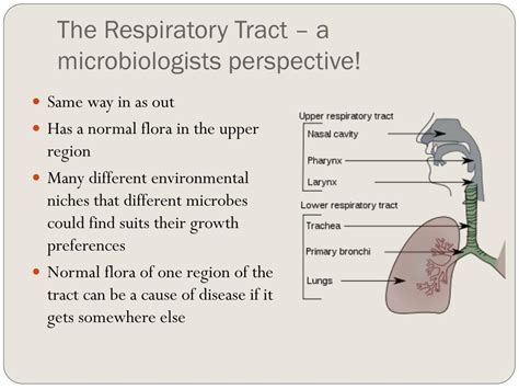 Ppt Respiratory Tract Infections Powerpoint Presentation Free