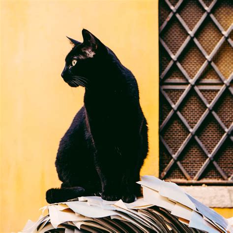 Wikipedia says it's from lentil but this is not widely accepted as the correct origin of the name. Black Cat Appreciation Day - Lets Celebrate and Learn ...