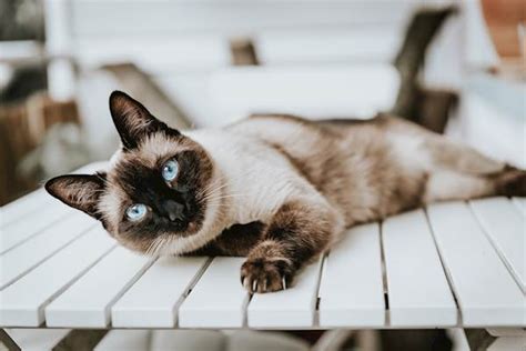 Siamese Cat Health Issues Owners Should Be Aware Of Petcarerx