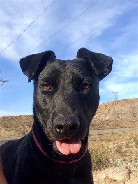 Acushnet massachusetts, labrador retriever breeder, english labradors, labrador puppies. Labrador Retriever dog for Adoption in Alta Loma, CA. ADN ...