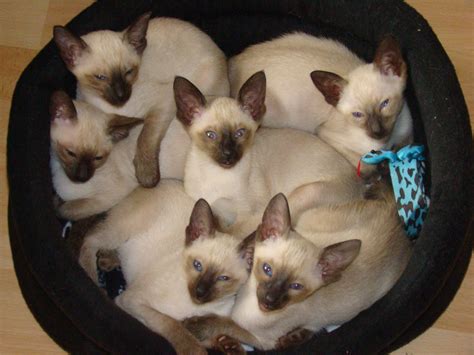 Siamese Seal Point Kittens Siamese Cats Siamese Kittens Cats And