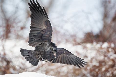 Raven In Flight Photograph By Bill Wakeley Pixels