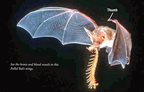Get your dsb information right here. WRITE ON! Sandra Markle: Go Batty For Bats: Biggest! Littlest!