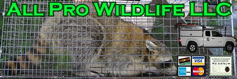Regular and thorough home inspections to identify possible pest control problems. Hillsborough County Wildlife Control Pest Wildlife Removal ...