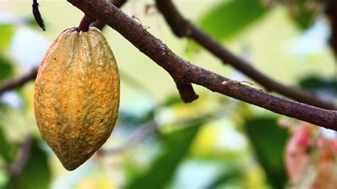 Top Must Know Health Benefits Of Cocoa Beans Gyarko Farms