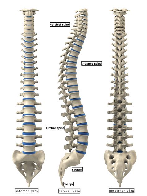 Spinal Column Vertebrae Anatomy Poster 24 X 36 Etsy I