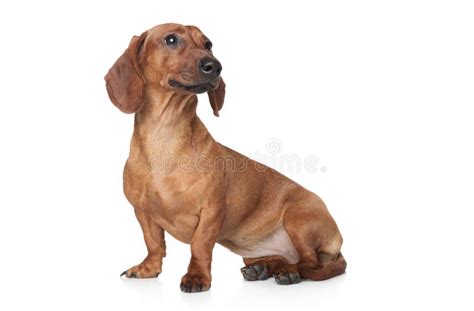 Brown Dachshund Puppy On A White Background Stock Photo Image Of Cute