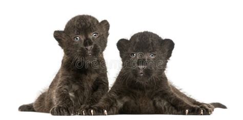 Two Black Leopard Cubs Lying Down 3 Weeks Old Stock Image Image Of