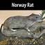 Norway Rat  Alberta Invasive Species Council