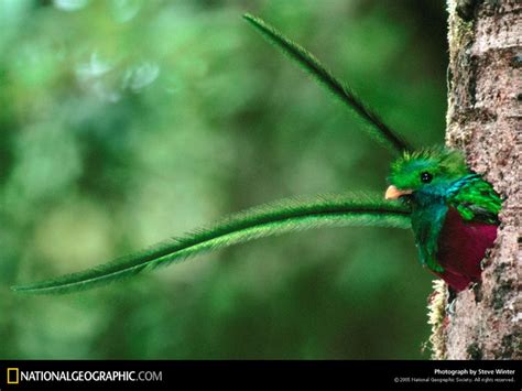 Un Quetzal Llega Al Mundo National Geographic En Español