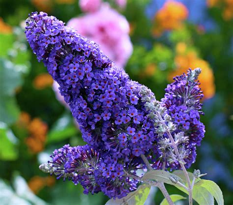 Nectar Rich Dwarf Butterfly Bushes Add Vibrant Cones Of Color