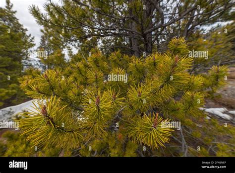 Close Up Of Needles Branches Of A Pine Tree Seen In The Boreal Forest