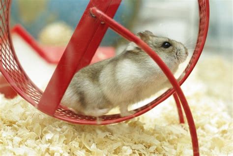 Hamster Wheels Why Your Hamster Needs One Petsoid