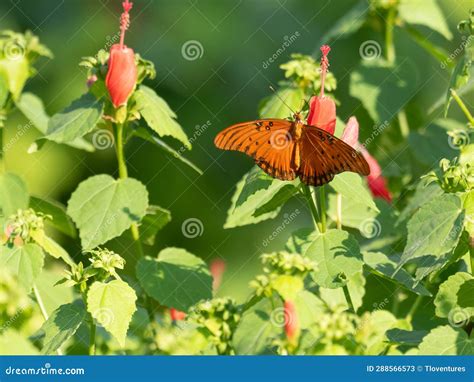 Orange Gulf Fritillary Butterfly On A Turk S Cap Blossom Stock Image