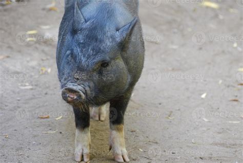 Wild Boar With Hooves And An Narrow Snout 9595885 Stock Photo At Vecteezy