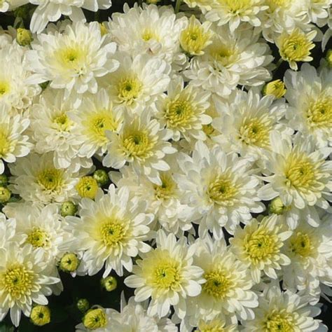 Moonglow White Garden Mum Chrysanthemum Grandiflorum Proven Winners