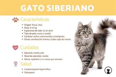 Gato Siberiano Características carácter y cuidados con FOTOS