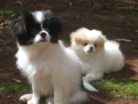 Chineranian Japanese Chin And Pomeranian Mix Pictures And Information