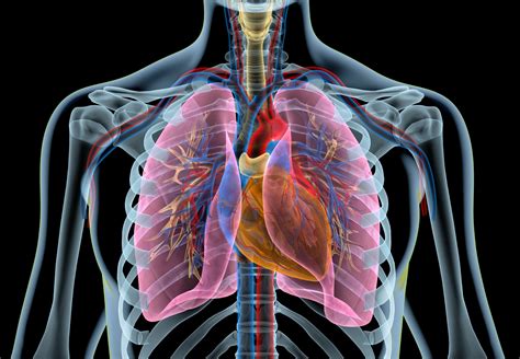 Das Herz Lungen Wie hängt das zusammen Blog ndd Medical