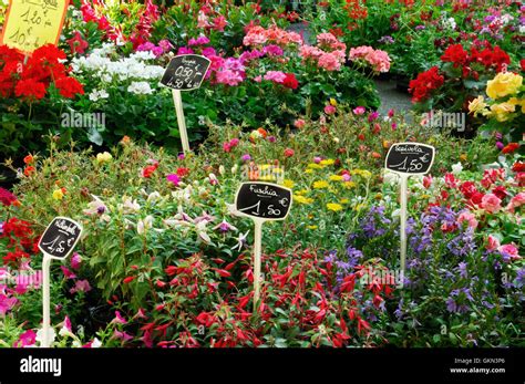 French Outdoor Flower Market Stock Photo Alamy