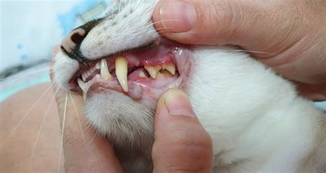 New Therapies For Oral Cancer In Cats Healthcare For Pets