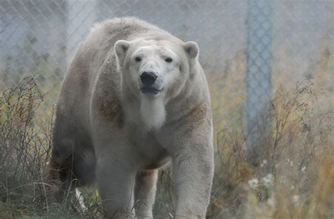 Meet Cranbeary Alaska Zoo Hosts Female Polar Bear From Denver On A