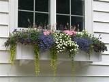Flower Boxes Com Pictures