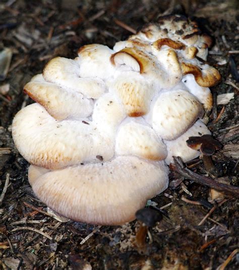 Disgusting Fungus Kurayba Flickr