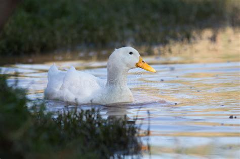 Domesticated Duck Stock Image Image Of Parks Wildlife 12948331