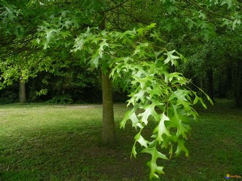 Photo : Chêne tauzin (Quercus pyrenaïca)