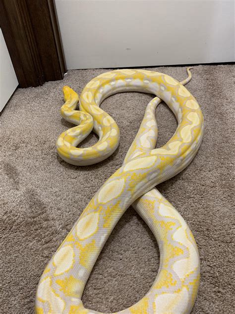 Reticulated pythons have a complex color pattern, marked by a diamond or saddle pattern and a black stripe running from the top of the head to the tip of the tail. I love all snakes, from king cobras to reticulated pythons ...