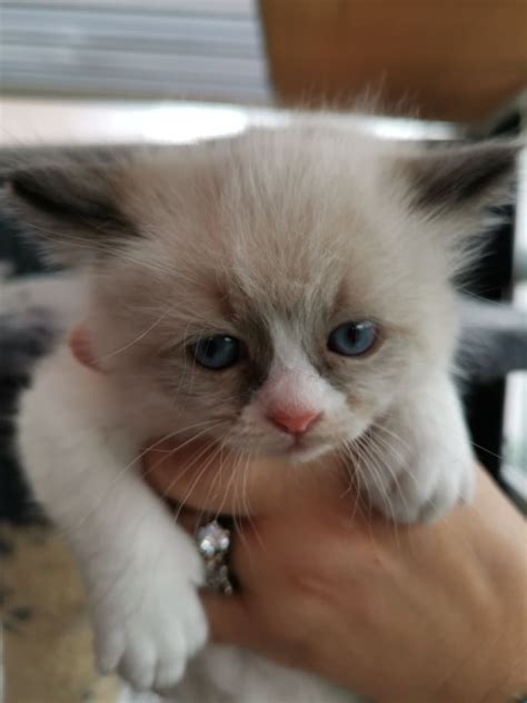 Post for sale by owner. Ragadoll Kittens for Sale | Ragdoll for Sale | Barnsley ...