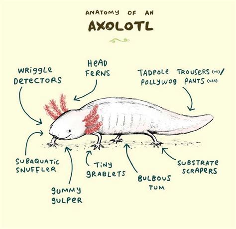 Anatomy Of An Axolotl By Sophie Corrigan Axolotl Anatomy Animals