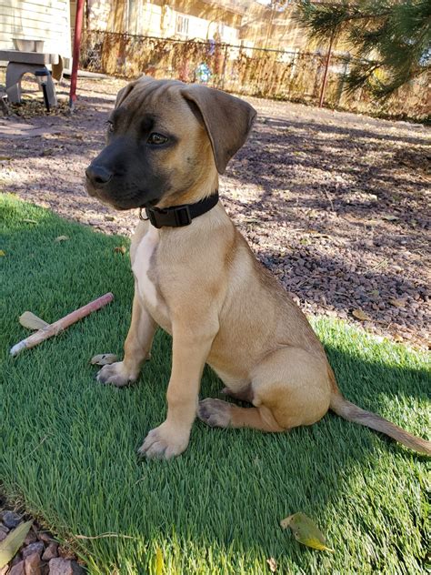 Black Mouth Cur Puppies For Sale Colorado Springs Co