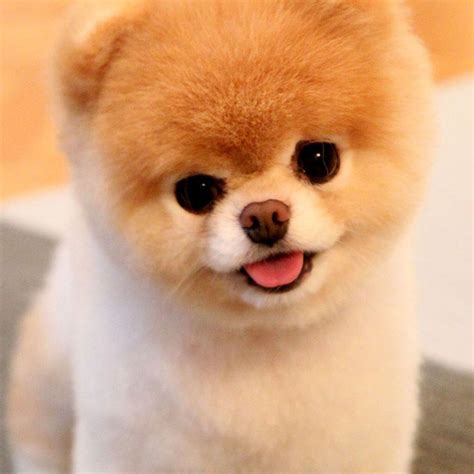 Puppies Teacup Boo Pomeranian Pets Lovers