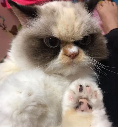 Meet Meow Meow The New Grumpy Cat