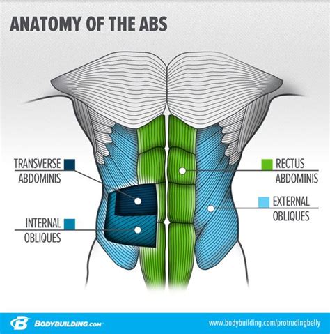 The Rectus Abdominis Receives All The Credit For A Well Developed