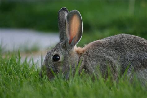 Urban Bunny In Lawn Stock Photo Image Of Wildlife Soft 1627032