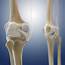 Knee Ligaments Artwork Photograph By Science Photo Library