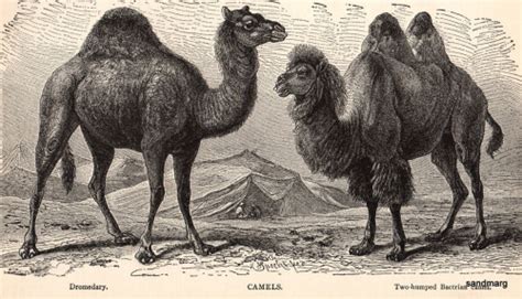 1906 Camels Dromedary And Two Humped Bactrian