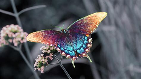 1920x1080 Resolution Blue And Purple Swallowtail Butterfly Hd
