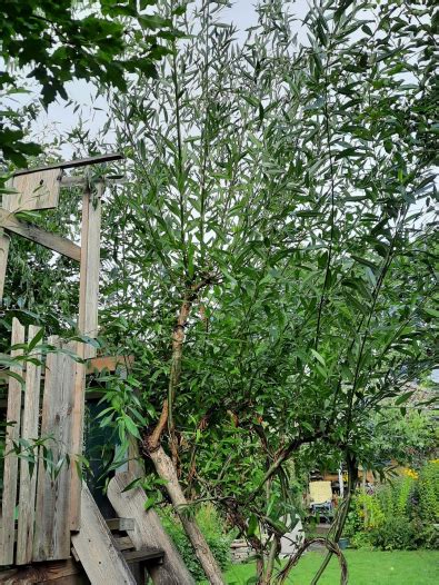 Von pflanzen und ihrer pflege bis hin zur richtigen dekoration, in unserem saisonerlebnis wird jede jahreszeit zu einem ganz besonderen erlebnis. Garten in Hamburg - Aktuell im Garten